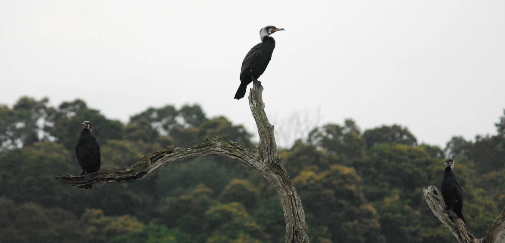 Parc Periyar Munnar Kerala