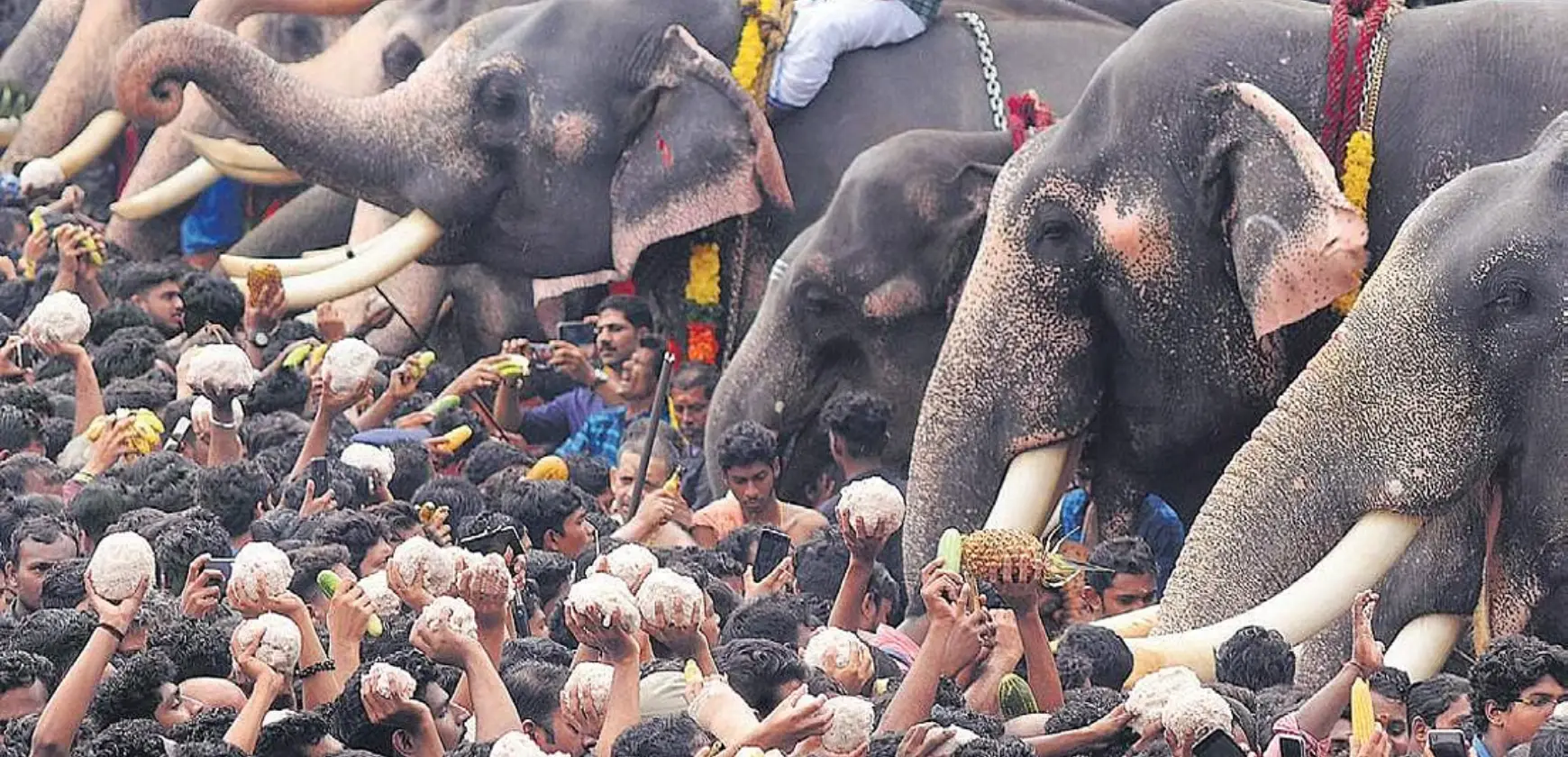 festival aanayoottu du temple vadakkumnathan